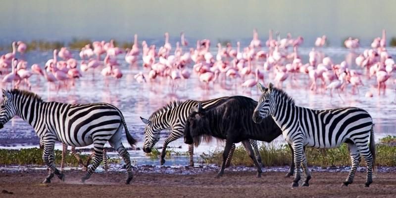 Lake Nakuru National Park with thousands of flamingos [Serengeti]