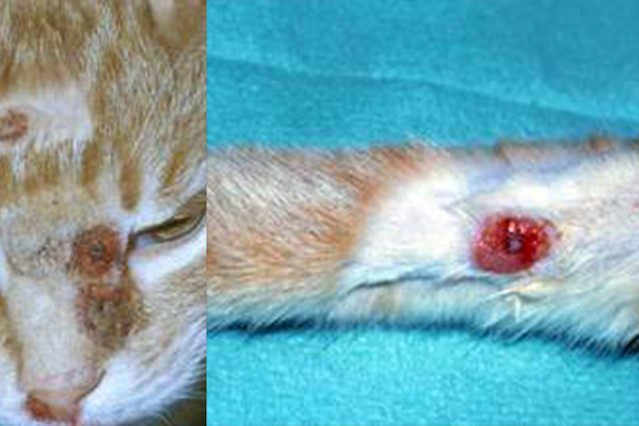 Infected cats can cause abortion in pregnant women – Veterinarian