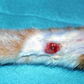 Infected cats can cause abortion in pregnant women – Veterinarian