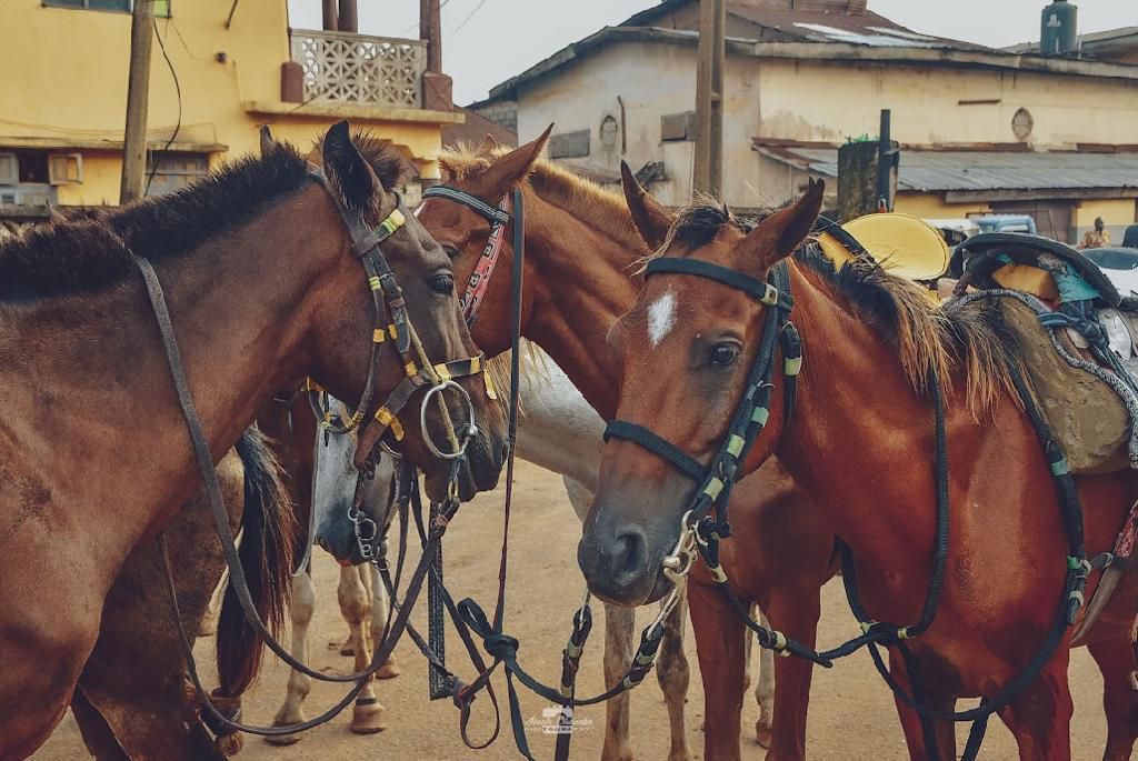 The horses in the morning being prepared for the festival [Instagram/@o'bankswills @kingbelaire]