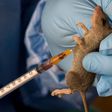 Lassa fever