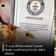 World's oldest chicken is 21 years old, gets certificate from Guinness World Records