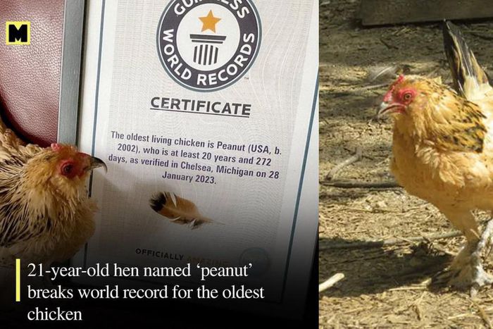 World's oldest chicken is 21 years old, gets certificate from Guinness World Records