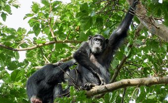 Two chimpanzees on a tree [Photo: Oscar Mugisha]