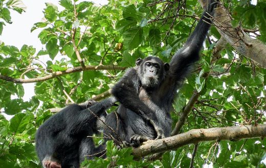 Two chimpanzees on a tree [Photo: Oscar Mugisha]
