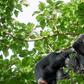 Two chimpanzees on a tree [Photo: Oscar Mugisha]