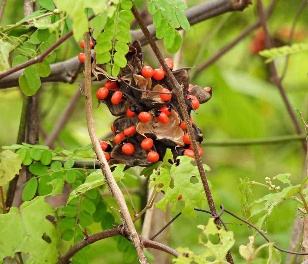 Rosary pea is also known as jequirity bean [Wikipedia]