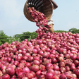 Onion-Farming [Leadership News]