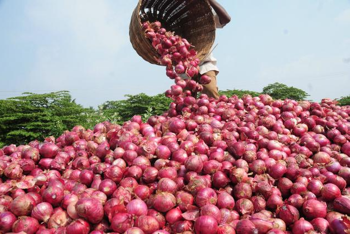 Onion-Farming [Leadership News]