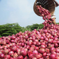 Onion-Farming [Leadership News]