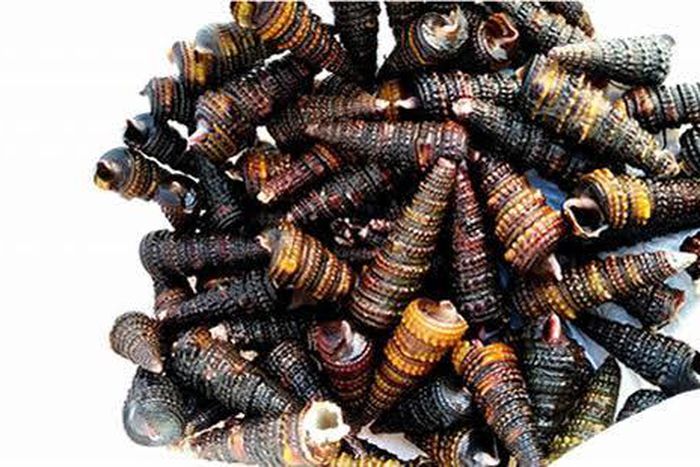 Periwinkle  [House Food]