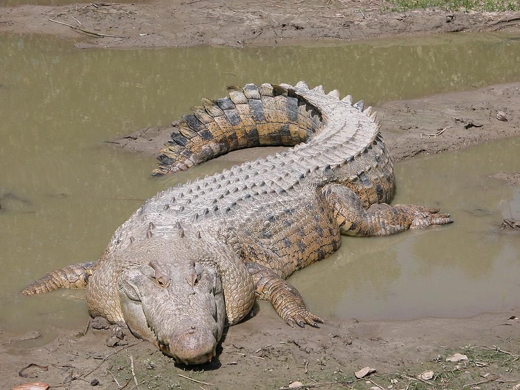 Saltwater crocodile [Wikipedia]