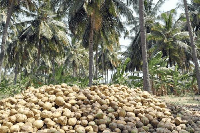 Coconut-Farmers-in-Nigeria (Credit: Businessday NG)