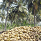 Coconut-Farmers-in-Nigeria (Credit: Businessday NG)