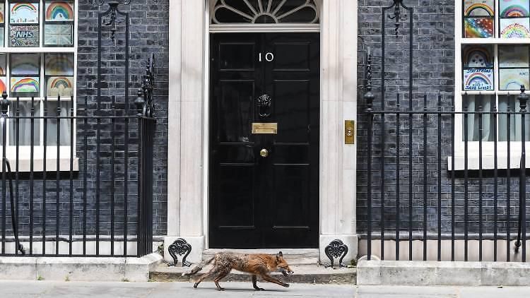 Foxes in London [Timeout]
