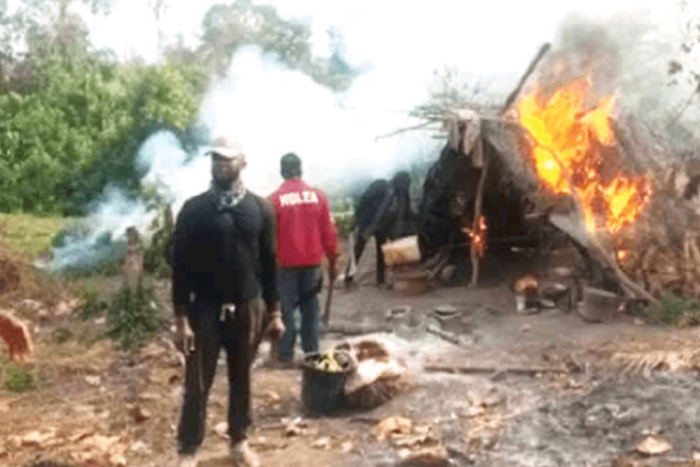 NDLEA destroys 3.7 hectares of Hemp farmland, seizes 1,465 kg in Ekiti