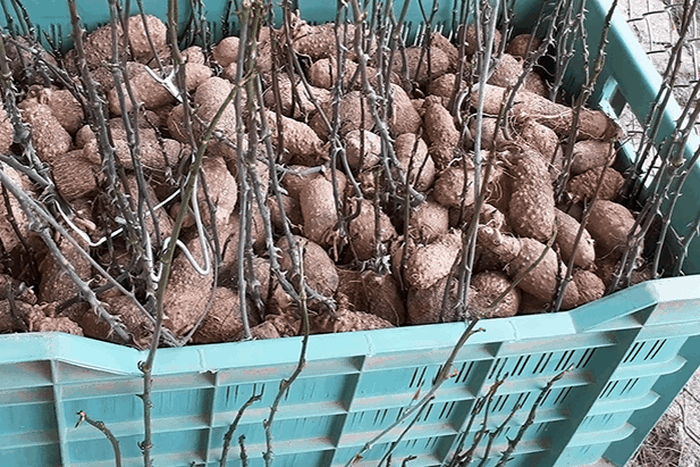 Yam-seed-sprouting (Credit: CGIAR)