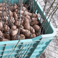 Yam-seed-sprouting (Credit: CGIAR)