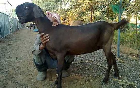 The Damascus goats of Syria [Pinterest]
