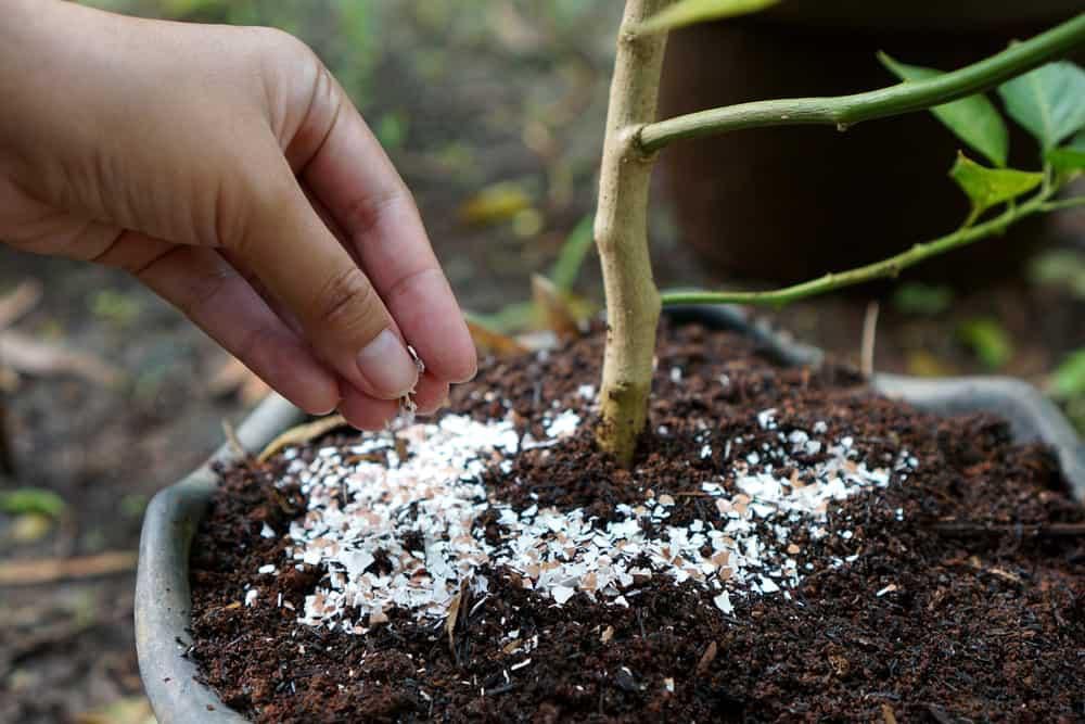 Eggshells as fertilizer for plants [PlantsSparkJoy]