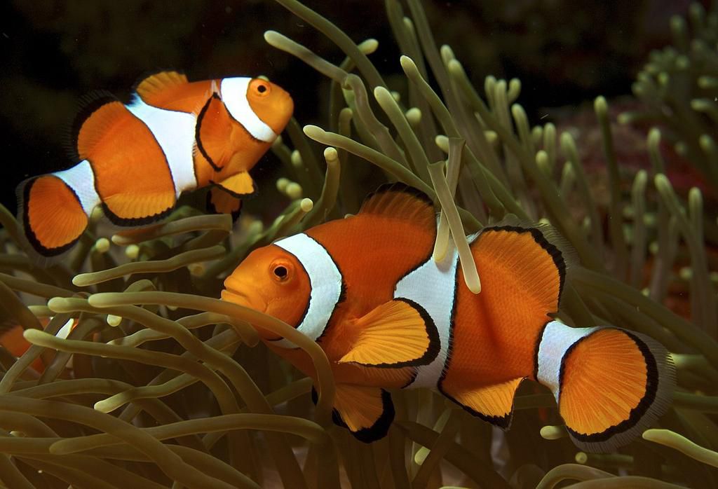 Clownfish [Wikipedia]