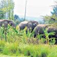 Marauding elephants from Cameroon invade farmlands in Borno
