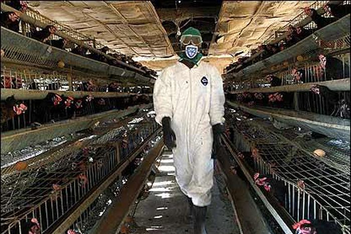 A poultry farm in Nigeria