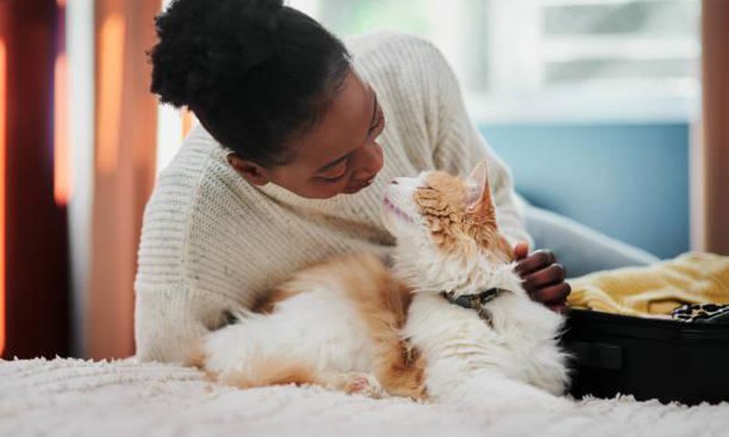 Cats are perfect companions [iStock]