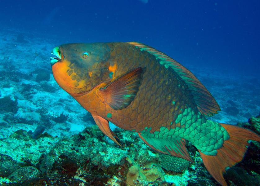 The parrotfish, and many other sea animals are diurnal sleepers [IUCN]