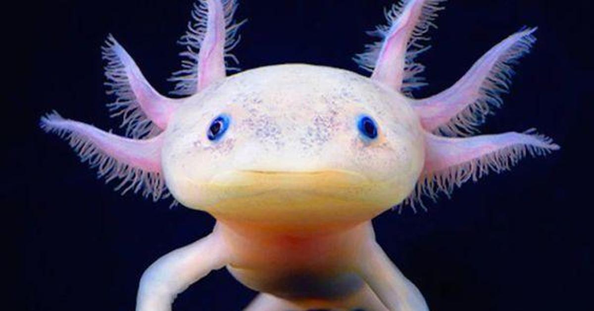 All you need to know about the 'fish' that walks on 4 legs | Pulse Nigeria