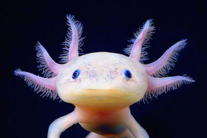 The Axolotl [Pinterest]