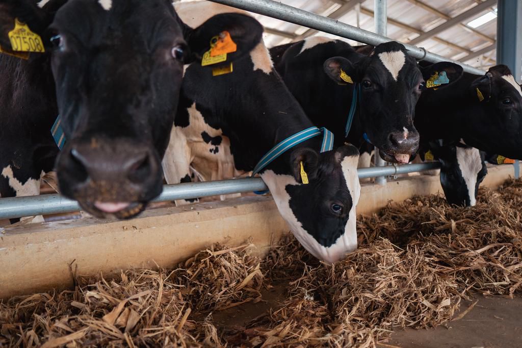 Arla Farm: Kaduna Government lauds Arla Foods on investment in local dairy sector