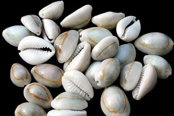 Cowrie shell
