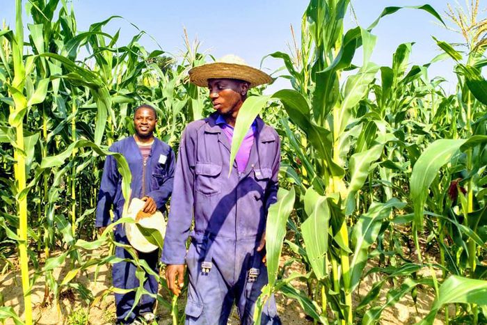 Nigerian farmers in a corn field