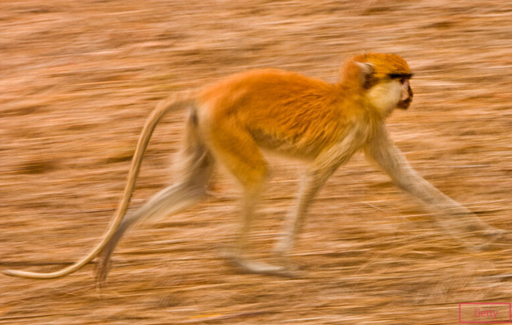 The world's fastest monkey is Nigerian [GWR]