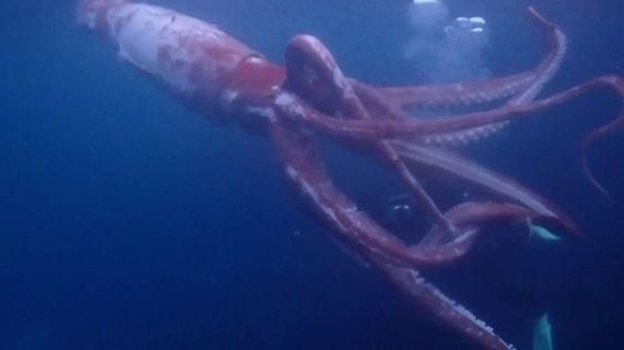 Here's a photograph of the rare giant squid spotted off the coast in Japan [Pinterest]