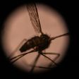 The Anopheles gambiae group of mosquito species are currently the main drivers of malaria's spread in Africa