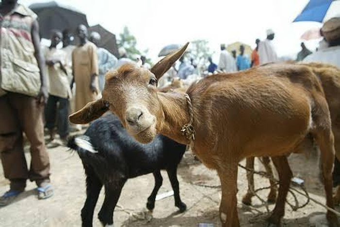 Two of the suspects were arrested with stolen bulls, while the other two were arrested with stolen goats [Premium Times]