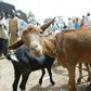 Two of the suspects were arrested with stolen bulls, while the other two were arrested with stolen goats [Premium Times]