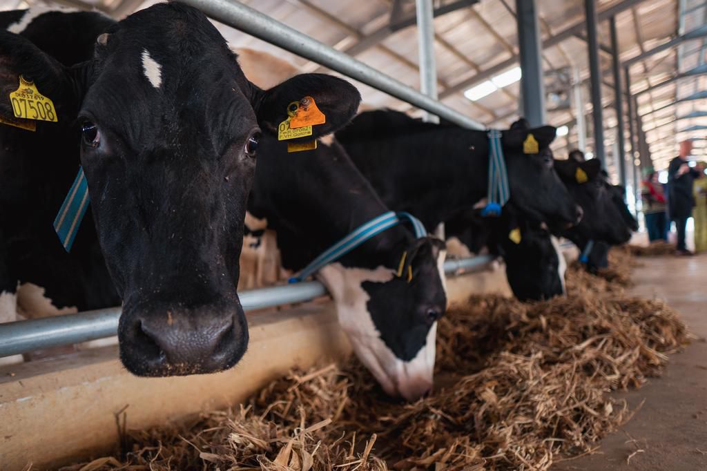 Arla Farm: Kaduna Government lauds Arla Foods on investment in local dairy sector
