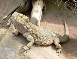 Bearded dragons [Wikipedia]