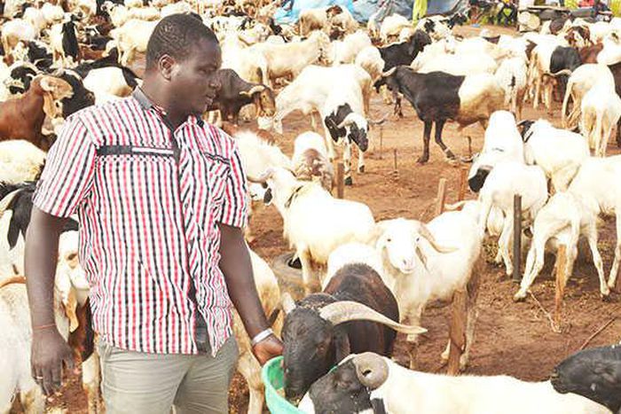 Salah ram pictured with the seller (Information Nigeria)