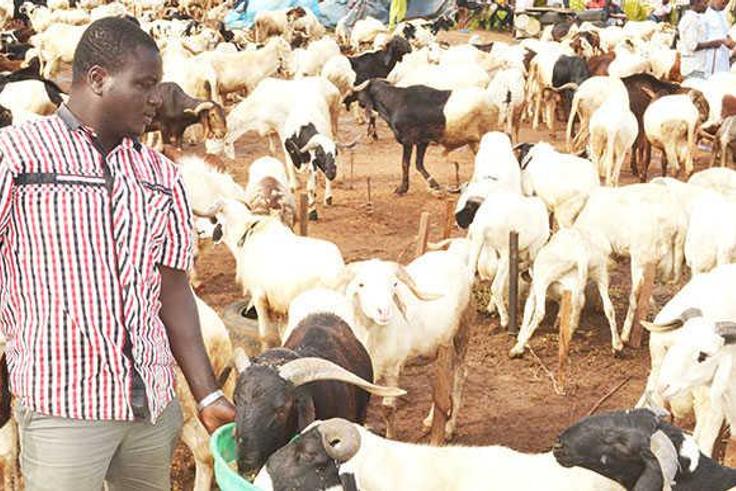 Salah ram pictured with the seller (Information Nigeria)