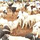 Salah ram pictured with the seller (Information Nigeria)