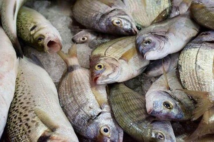 House of Reps move to ban importation of fish