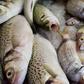 House of Reps move to ban importation of fish