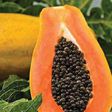 Papaya seeds carry nutrients [Tehelka]