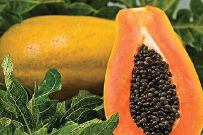 Papaya seeds carry nutrients [Tehelka]