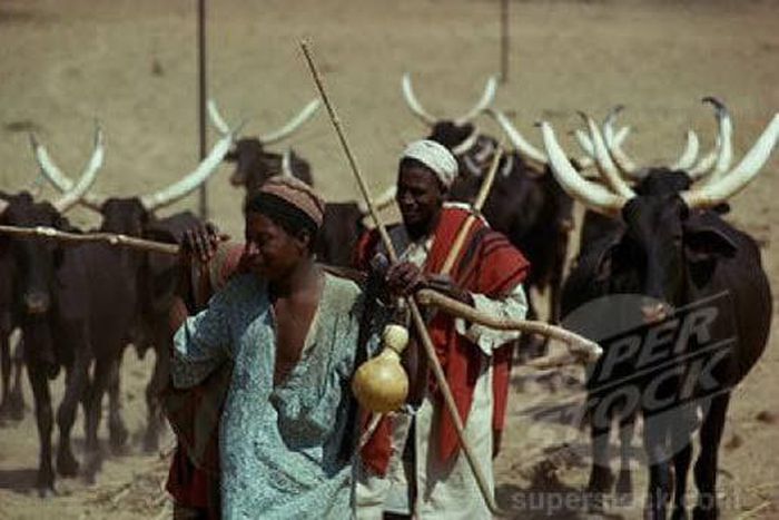 2 arrested herdsmen confessed to raping pregnant woman in Abuja