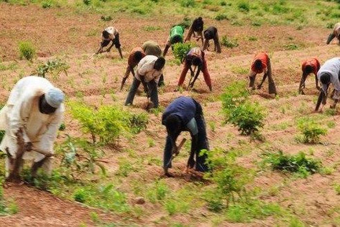 Farmers in Nigeria